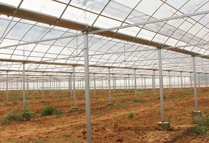 Теплица площадью 10000 м² для сельскохозяйственных/коммерческих целей Теплица площадью 10000 м² для сельскохозяйственных/коммерческих целей